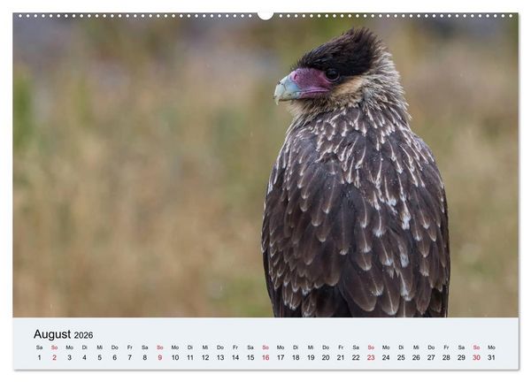 Produktbild: Feuerland - Am Puls der Wildnis (Wandkalender 2026 DIN A2 quer), CALVENDO Monatskalender