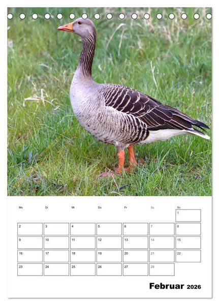 Produktbild: G&auml;nse, geliebte Wasserv&ouml;gel (Tischkalender 2026 DIN A5 hoch), CALVENDO Monatskalender