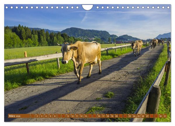 Produktbild: Allg&auml;uer Sch&ouml;nheiten Allg&auml;u - Land der K&uuml;he (Wandkalender 2026 DIN A4 quer), CALVENDO Monatskalender