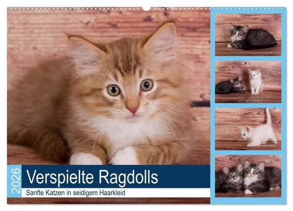 Produktbild: Verspielte Ragdolls - Sanfte Katzen in seidigem Haarkleid (Wandkalender 2026 DIN A2 quer), CALVENDO Monatskalender