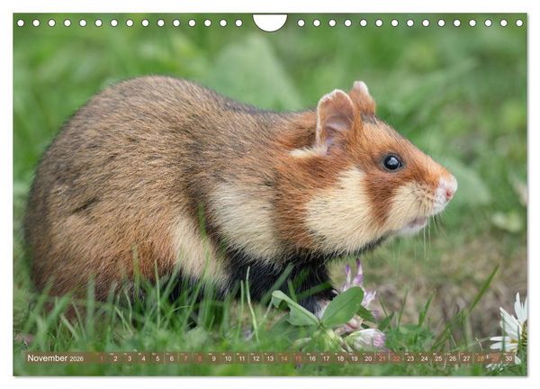 Produktbild: Feldhamster Herbert Kleine Pfoten, gro&szlig;e Pers&ouml;nlichkeit (Wandkalender 2026 DIN A4 quer), CALVENDO Monatskalender