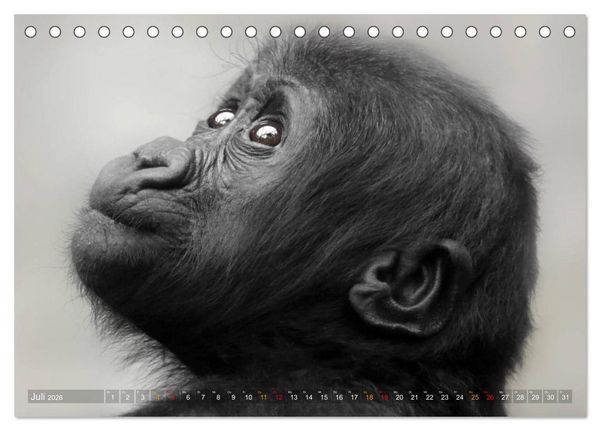 Produktbild: MENSCHENAFFENKINDER 2 (Tischkalender 2026 DIN A5 quer), CALVENDO Monatskalender