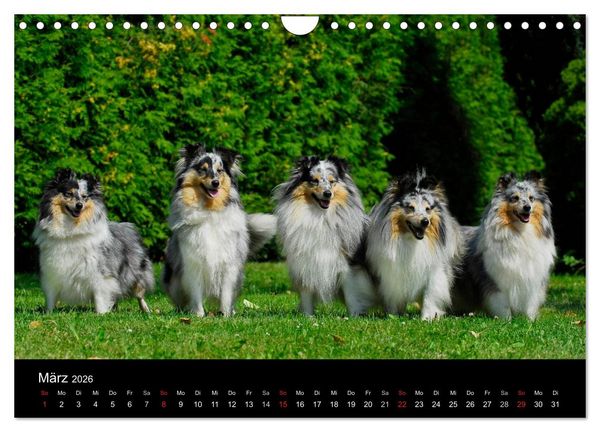 Produktbild: Sheltie 2026 (Wandkalender 2026 DIN A4 quer), CALVENDO Monatskalender
