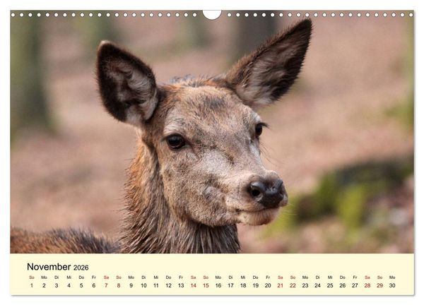 Produktbild: Der Rothirsch - Der K&ouml;nig in unseren W&auml;ldern (Wandkalender 2026 DIN A3 quer), CALVENDO Monatskalender