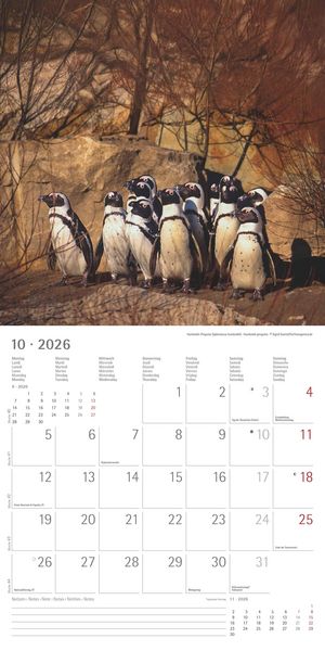 Pinguine 2026 - Broschürenkalender 30x30 cm (30x60 geöffnet) - Kalender mit Platz für Notizen - Penguins - Bildkalender - Wandplaner - Wandkalender