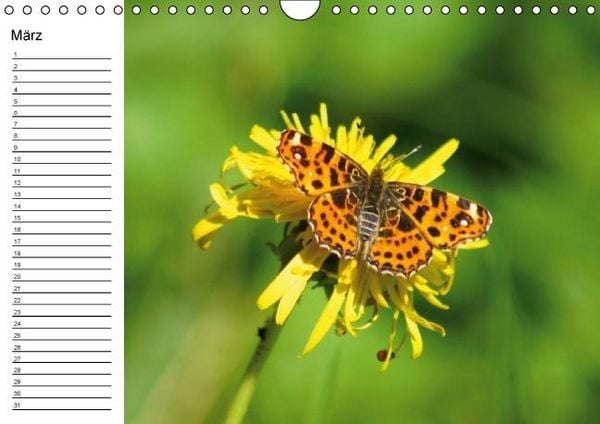 Produktbild: Heimische Schmetterlinge / Geburtstagskalender (Wandkalender immerw&auml;hrend DIN A4 quer)