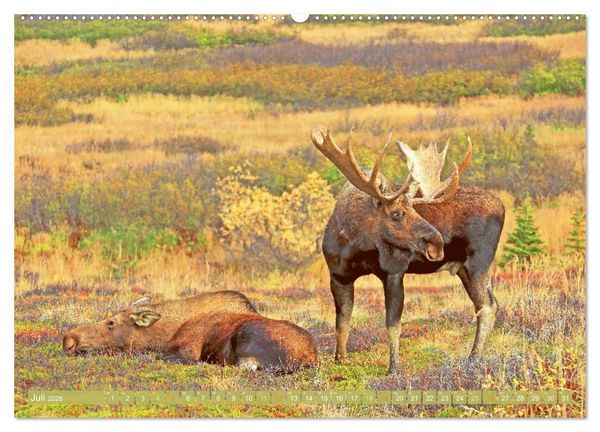 Produktbild: Elche: Nordische Riesen (hochwertiger Premium Wandkalender 2026 DIN A2 quer), Kunstdruck in Hochglanz