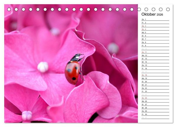 Produktbild: Marienk&auml;fer 2026 (Tischkalender 2026 DIN A5 quer), CALVENDO Monatskalender