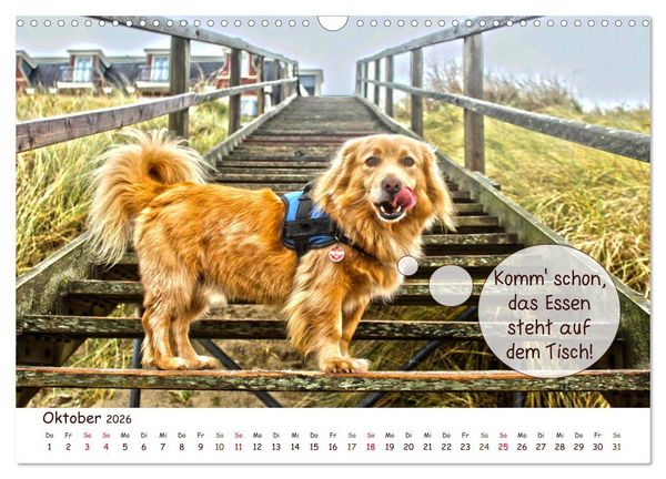 Produktbild: Frei Schnauze 2026. Was Hunde am liebsten sagen w&uuml;rden (Wandkalender 2026 DIN A3 quer), CALVENDO Monatskalender