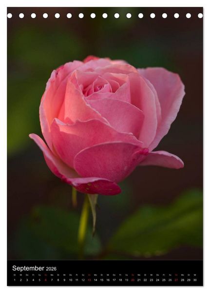 Produktbild: Zauberhafte Rosen (Tischkalender 2026 DIN A5 hoch), CALVENDO Monatskalender