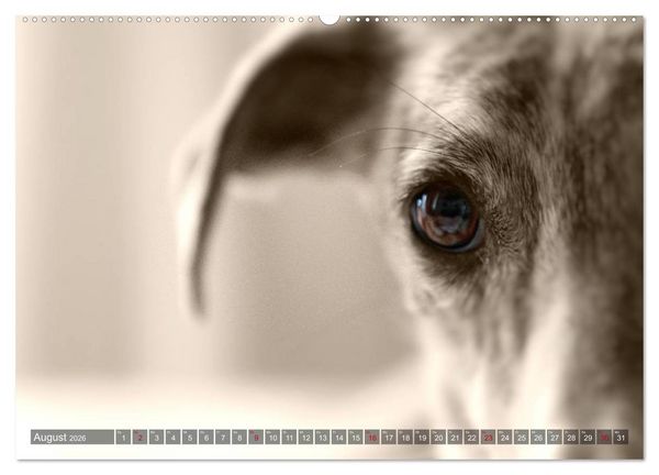 Produktbild: Galgo eye-catcher (hochwertiger Premium Wandkalender 2026 DIN A2 quer), Kunstdruck in Hochglanz
