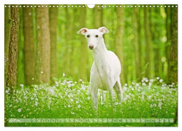 Produktbild: Zauberhafte Windhunde (Wandkalender 2026 DIN A3 quer), CALVENDO Monatskalender
