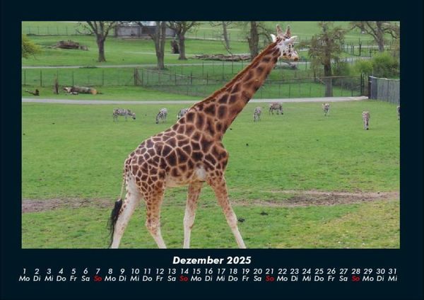 Produktbild: Giraffen 2025 Fotokalender DIN A4