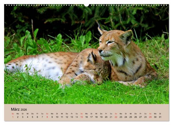 Produktbild: Der Luchs. Pinselohren und Bernsteinaugen (Wandkalender 2026 DIN A2 quer), CALVENDO Monatskalender