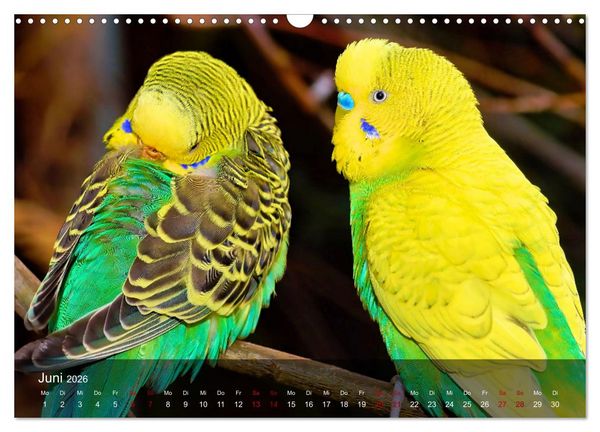 Produktbild: Wellensittiche - gesellige Freunde (Wandkalender 2026 DIN A3 quer), CALVENDO Monatskalender