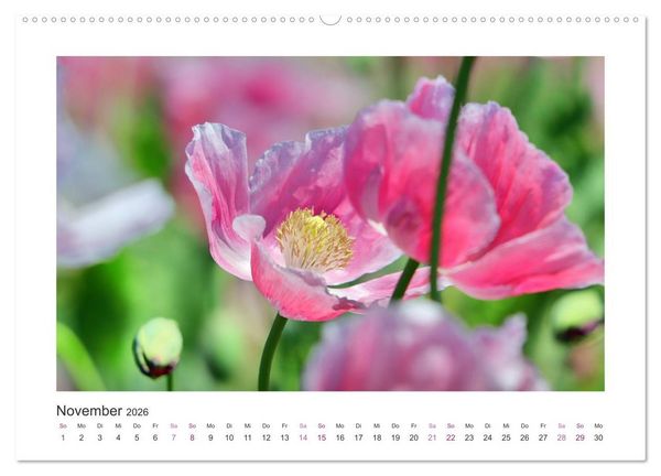 Produktbild: Mohn, Bl&uuml;tenzauber in Rosa, Pink und Wei&szlig; (Wandkalender 2026 DIN A2 quer), CALVENDO Monatskalender