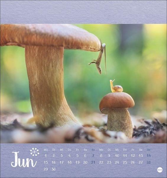 Produktbild: Vadim Trunov: Märchenhaftes Waldleben Postkartenkalender 2026