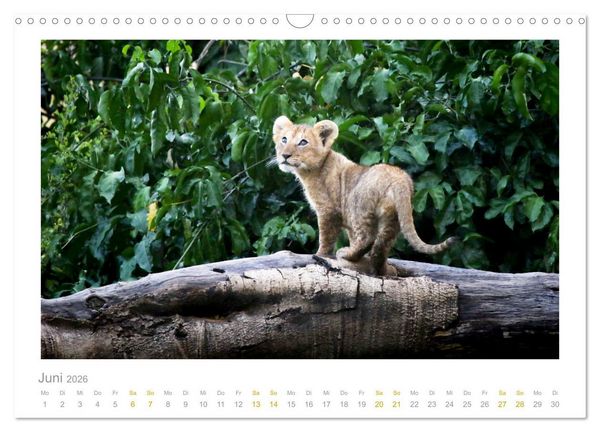 Produktbild: Ein L&auml;cheln f&uuml;r die Tierwelt (Wandkalender 2026 DIN A3 quer), CALVENDO Monatskalender