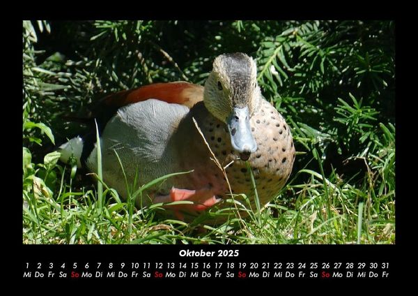 Produktbild: V&ouml;gel 2025 Fotokalender DIN A3