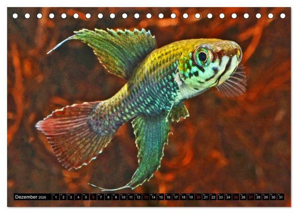 Produktbild: Bunte Fische der Welt - Killifische (Tischkalender 2026 DIN A5 quer), CALVENDO Monatskalender