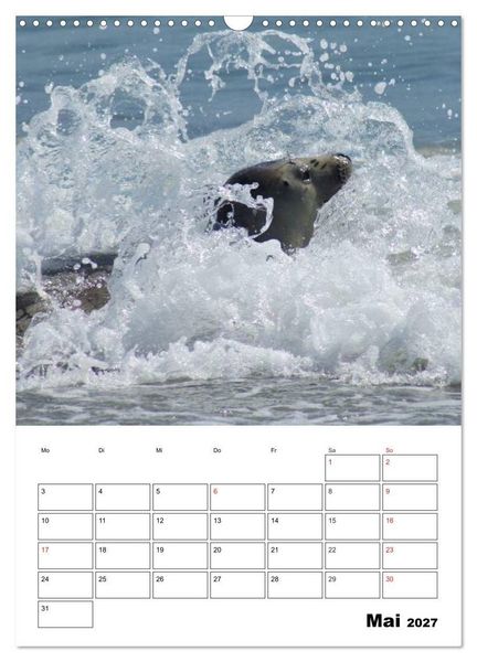 Produktbild: Liebenswerte Robben (Wandkalender 2027 DIN A3 hoch), CALVENDO Monatskalender