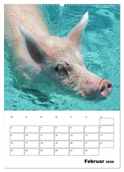 Produktbild: Schweine auf den Bahamas! (hochwertiger Premium Wandkalender 2026 DIN A2 hoch), Kunstdruck in Hochglanz