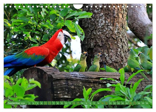 Produktbild: Aras im Pantanal (Wandkalender 2026 DIN A4 quer), CALVENDO Monatskalender