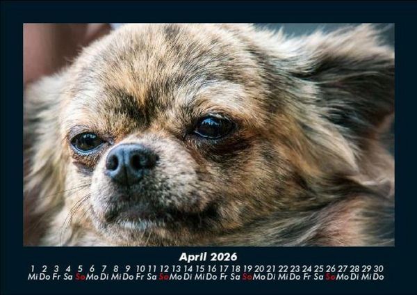 Produktbild: Hundezauber 2026 Fotokalender DIN A5