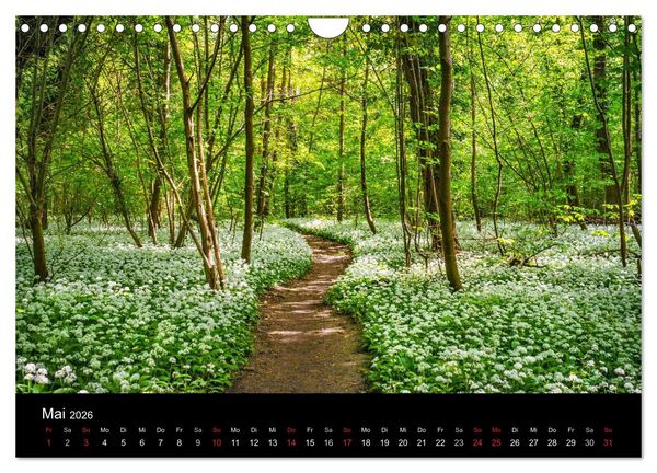 Produktbild: Mannheimer Waldpark (Wandkalender 2026 DIN A4 quer), CALVENDO Monatskalender