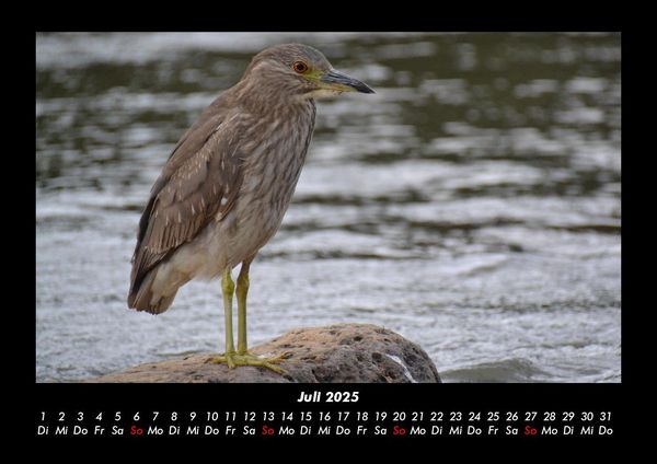 Produktbild: Vogelparadies 2025 Fotokalender DIN A3