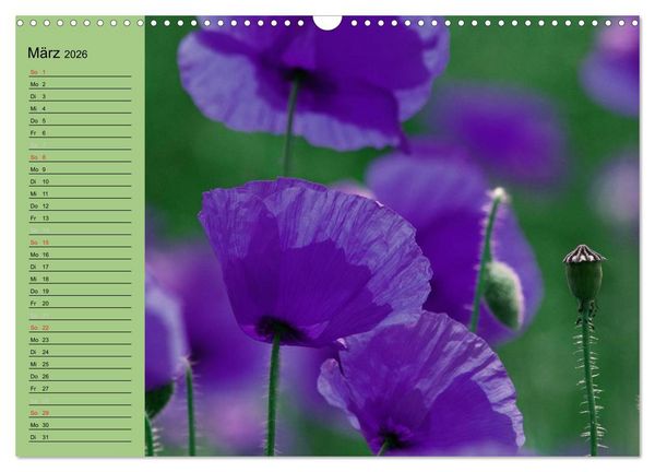 Produktbild: Mohnblumen Tr&auml;ume (Wandkalender 2026 DIN A3 quer), CALVENDO Monatskalender