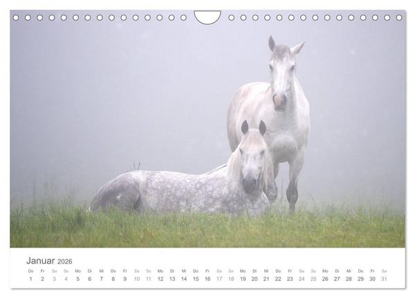 Produktbild: M&auml;rchenpferde (Wandkalender 2026 DIN A4 quer), CALVENDO Monatskalender
