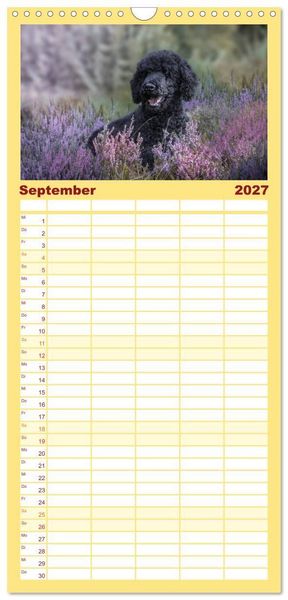 Produktbild: Familienplaner 2027 - Lockenw&ouml;lfe - Energieb&uuml;ndel Pudel mit 5 Spalten (Wandkalender, 21 x 45 cm) CALVENDO