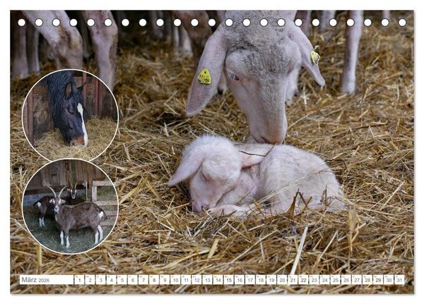 Produktbild: Weidetiere - Landschaftsgestalter seit Jahrhunderten (Tischkalender 2026 DIN A5 quer), CALVENDO Monatskalender