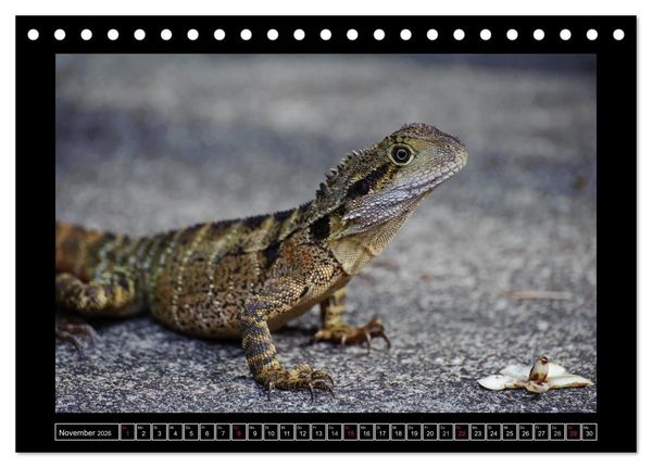 Produktbild: Australia Wildlife (Tischkalender 2026 DIN A5 quer), CALVENDO Monatskalender