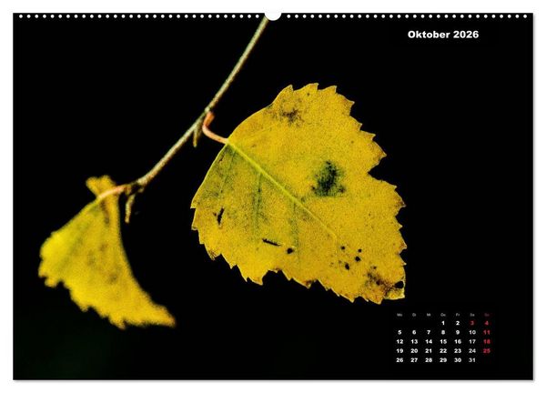 Produktbild: Der Natur auf der Spur - Makro-Fotografien der besonderen Art (hochwertiger Premium Wandkalender 2026 DIN A2 quer), Kunstdruck in Hochglanz