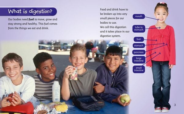 Produktbild: The Digestive System