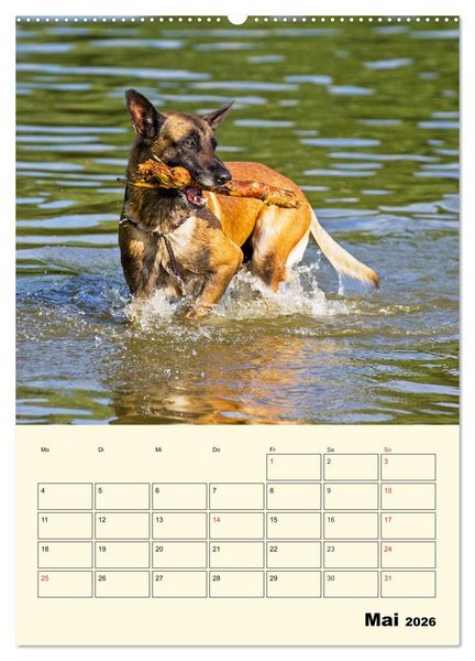 Produktbild: Familienplaner Tausendsassa Malinois (Wandkalender 2026 DIN A2 hoch), CALVENDO Monatskalender