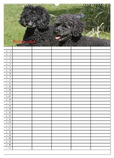 Produktbild: Der Pudel-Familienplaner (hochwertiger Premium Wandkalender 2026 DIN A2 hoch), Kunstdruck in Hochglanz