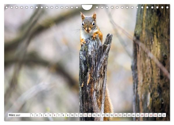 Produktbild: Eichh&ouml;rnchen - Kleine Tiere mit gro&szlig;em Charakter (Wandkalender 2027 DIN A4 quer), CALVENDO Monatskalender