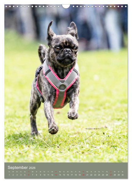 Produktbild: Mops-Rennen (Wandkalender 2026 DIN A3 hoch), CALVENDO Monatskalender