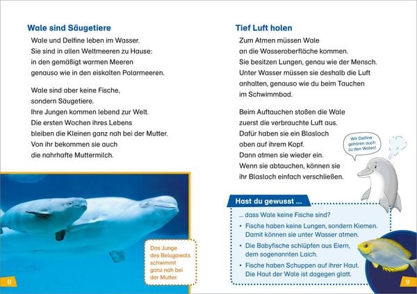 Produktbild: WAS IST WAS Erstes Lesen Band 1. Wale und Delfine