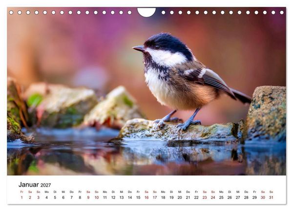 Produktbild: Federleicht - Das geheime Leben der Meisen (Wandkalender 2027 DIN A4 quer), CALVENDO Monatskalender