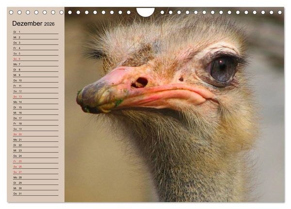 Produktbild: Vogel Strau&szlig;. Imposanter Riese und L&auml;ufer (Wandkalender 2026 DIN A4 quer), CALVENDO Monatskalender
