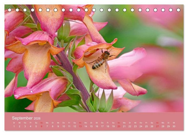Produktbild: Fauna trifft Flora - Tierischer Besuch im Pflanzenreich (Tischkalender 2026 DIN A5 quer), CALVENDO Monatskalender