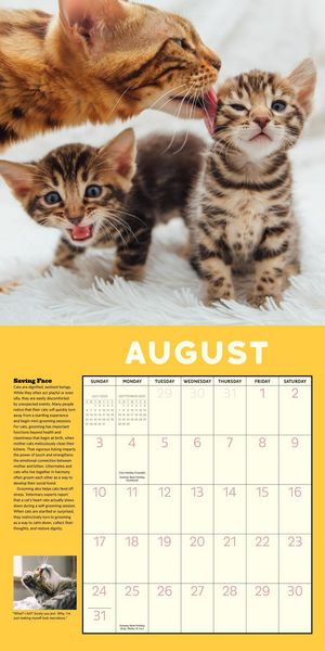 Produktbild: Workman Calendars: How to Speak Cat Wall Calendar 2025