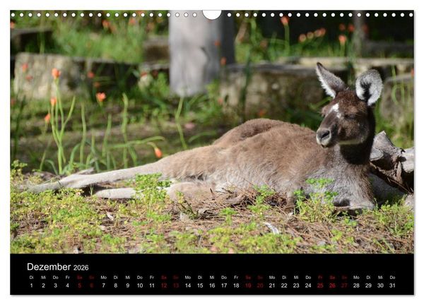 Produktbild: Australian Wildlife (Wandkalender 2026 DIN A3 quer), CALVENDO Monatskalender