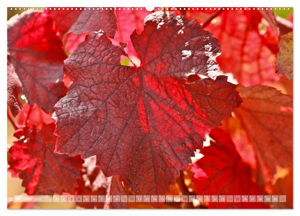 Produktbild: Wein- und Rebsorten aus Rheinland-Pfalz (Wandkalender 2026 DIN A2 quer), CALVENDO Monatskalender