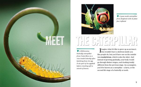 Produktbild: Nat Geo Reader Caterpillars