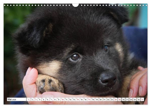 Produktbild: Eurasier, der Hund im Wolfspelz (Wandkalender 2026 DIN A3 quer), CALVENDO Monatskalender